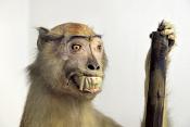 museo di zoologica bologna 8-2022 4512